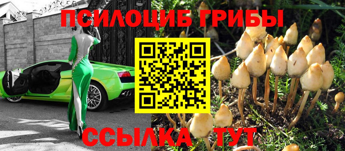Алейск  Псилоцибиновые грибы MAGIC MUSHROOMS  Вход с VPN 